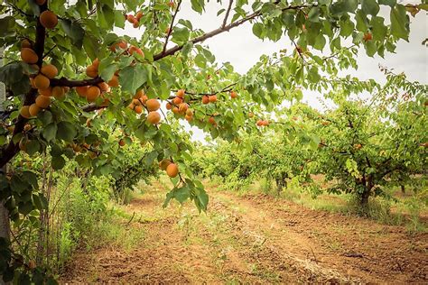 Mastering the Art of Handling Apricots on the Tree