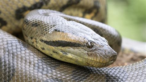 Masters of Camouflage: How Pythons and Anacondas Blend into Their Surroundings