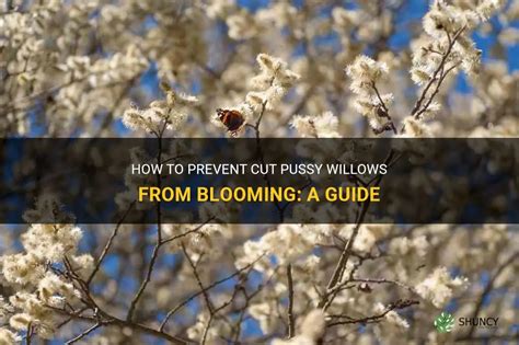 Maximizing the Potential of the Blooming Willow Dream Guide