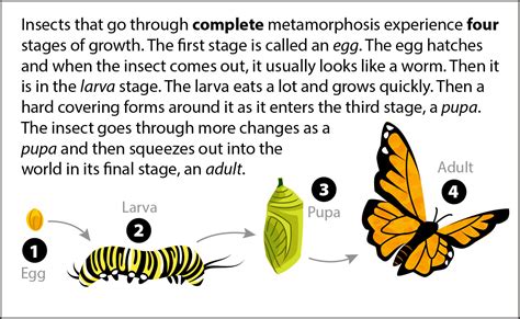 Metamorphosis Unveiled: Decoding the Transformative Significance of Larvae