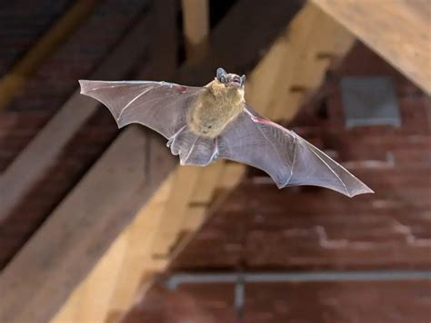 Methods for Detering Bats from Intruding Your Dwelling