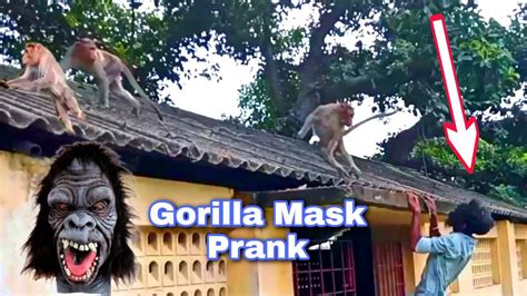 Mischief Unleashed: Monkey's Pranks Leave Woman Bewildered