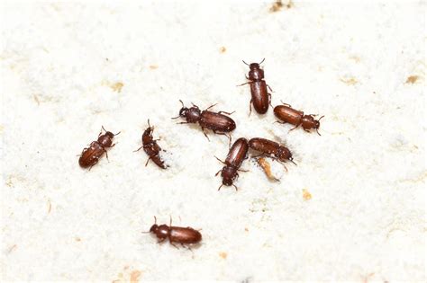 Misconceptions and Facts About Beetle Infestations