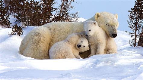 Moment of Fear: Fantasizing about a Bear Family