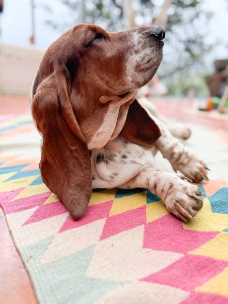 Moments of Serene Sleep: Calves Revel in Blissful Repose