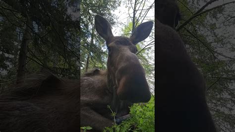 Moose Behavior During Rest: Insights from the Antler-Deficient Population