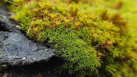 Mosses Around the World: A Global Treasure