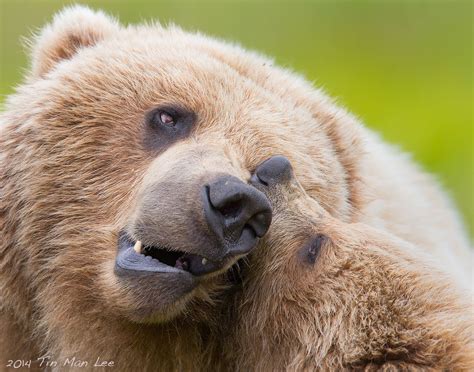 Motherly Love: The Bond between a Mama Bear and Her Adorable Offspring