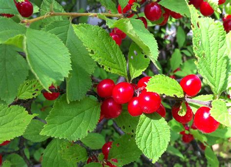 Motivating Factors: How Visions of Vibrant Crimson Berries Ignite Our Passion