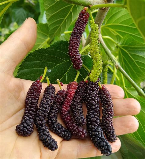 Mulberry Fruit as a Representation of Abundance and Prosperity