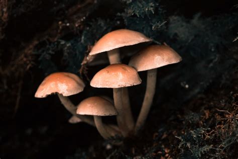 Mushrooms as a Symbol of Transformation in Dream Analysis