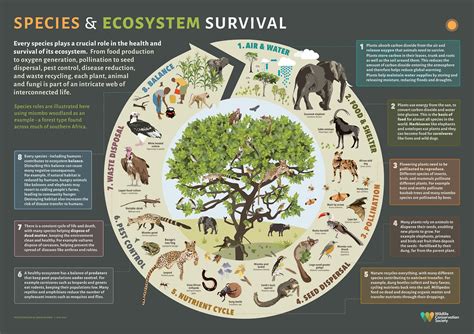 Mutual Benefit: How Amphibians and Reptiles Thrive in a Harmonious Ecosystem