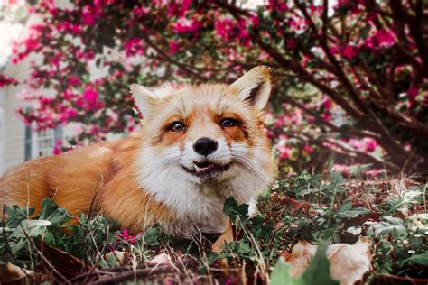 My Furry Guest: A Tame Fox or a Wild Intruder?