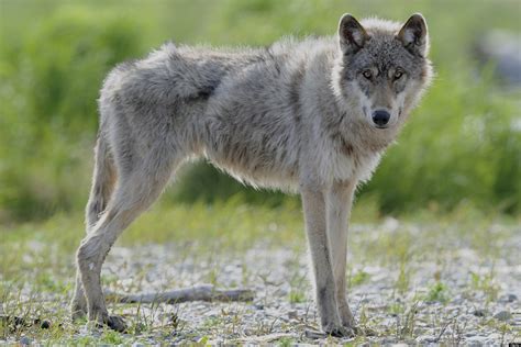 Mysterious Visit from an Emaciated Wolf-like Beast