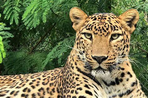 Myths and Symbolism Associated with Leopards in Dreams