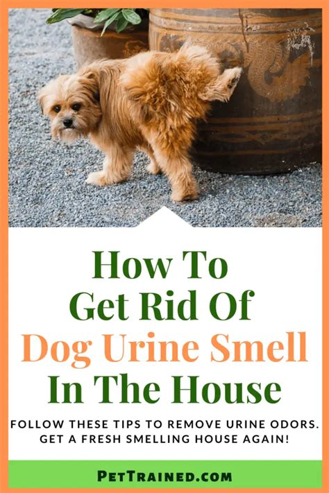 Natural Ways to Eliminate the Odor of Dog Urine