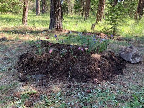 Nature's Artistry: The Flora and Fauna of the Burial Ground