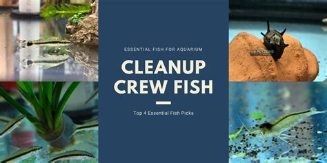 Nature's Cleanup Crew: Fish, Worms, and Plant Residues in Waste Decomposition