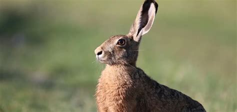 Nature's Messenger: The Spiritual Meaning of the Hare's Appearance