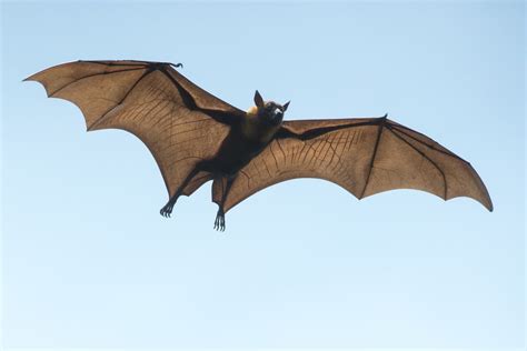 Nature's Predators Unite: Analyzing the Dynamics of the Flying Mammal and the Great Sea Creature