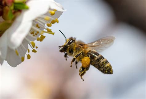 Nature's Symphony: The Role of Bumblebees in the Pollination of Hops