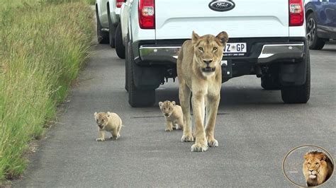 Navigating Life's Challenges: Lion Cubs as Guides in Dream Interpretation