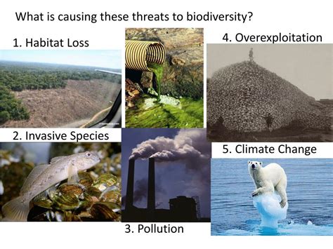 Negative Impact on Ecosystems