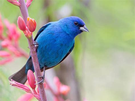 Nest Construction: Key Expertise of Indigo Birds