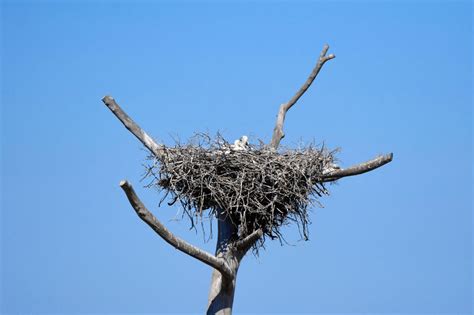 Nest Construction Materials: Unexpected Choices of Avian Species