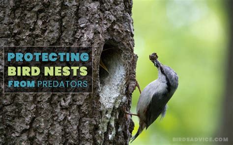 Nest Predators: A Constant Threat to Avian Real Estate