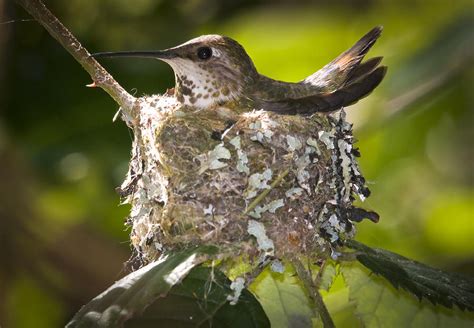 Nesting Habits of Hummingbirds: Creating a Miniature Abode