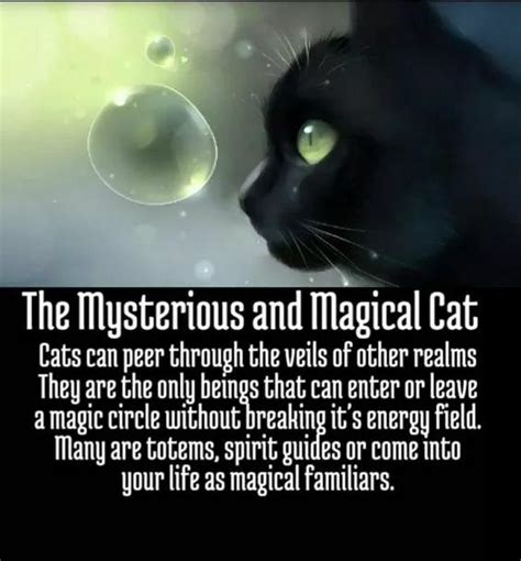 Nighttime Tales: Mysterious Felines as Familiars and Protectors