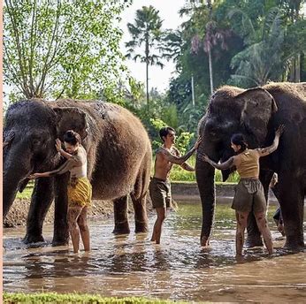 Nurturing Bond: Connecting with Your Elephant through Water