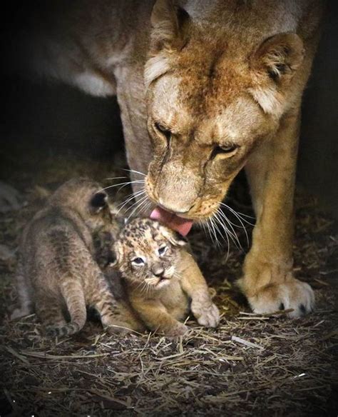 Nurturing Instincts: The Connection Between Lion Cubs and Motherhood