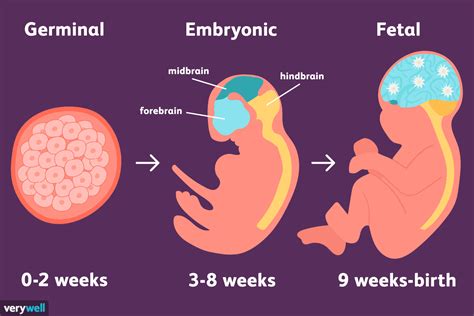 Nurturing Life: The Vital Influence of the Mother on the Developing Embryo