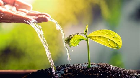 Nurturing Nature's Treasures: A Flourishing Oasis of Life Alongside the Pristine Stream