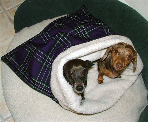 Nurturing a Bond: Tips for Creating the Perfect Snuggle Experience for Your Dachshund