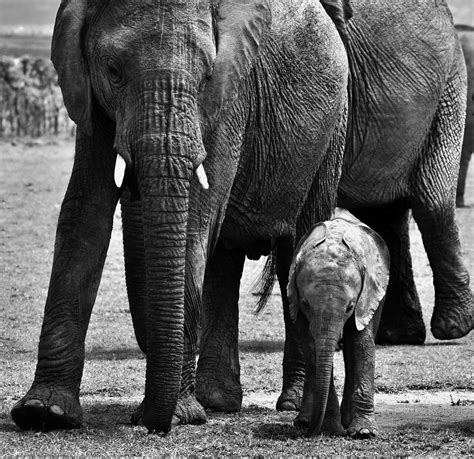 Nurturing and Protection: The Role of the Mother Elephant