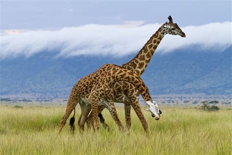 Observing Changes in Giraffe Behavior Following Dreams