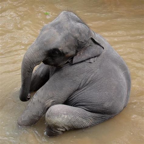 Oops! Baby Elephant's Hilarious Mishaps in a Residential Setting