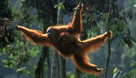 Orangutans as Guardians of the Forest: Vital Role in Ecosystems