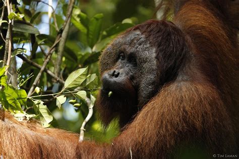 Orangutans as Instructors: Valuable Insights Humans Can Gain from These Majestic Creatures