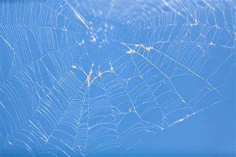 Overcoming Arachnophobia: Tackling Your Fear