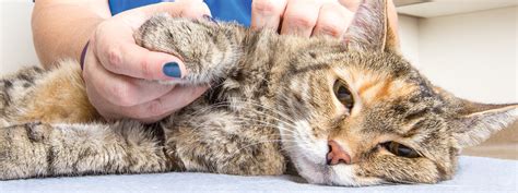 Overcoming Fear: Rehabilitating and Finding Healing After a Feline Attack