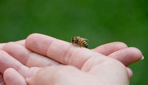 Overcoming Fears and Anxiety Associated with Bee Stings