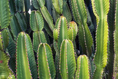 Overview of Cacti