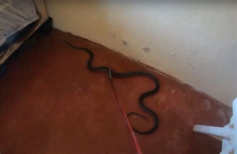 Panic Ensues as Serpent Slithers Across Bedroom Floor