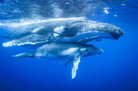 Parenting in the Ocean: How Marine Mammals Raise Their Offspring