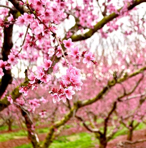 Peach Tree Blossoms: A Representation of New Beginnings