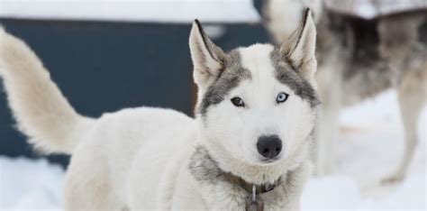 Peeking into the Mind of a Curious Arctic Dog